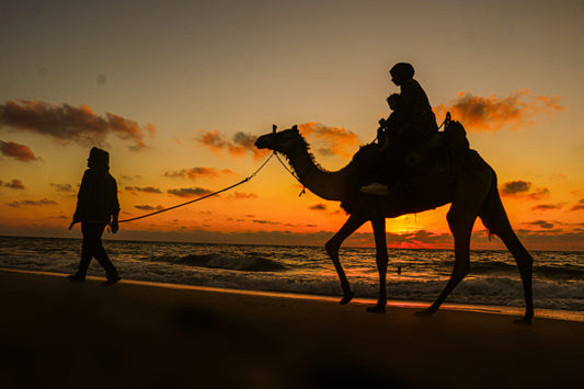 Silhouette of a person riding a camel on a beach at sunset on Gaza Beach